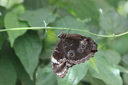 Image of Blue-banded Morpho Butterfly