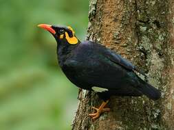 Image of Southern Hill Myna