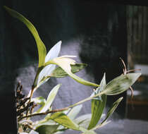 Image of Sobralia fragrans Lindl.