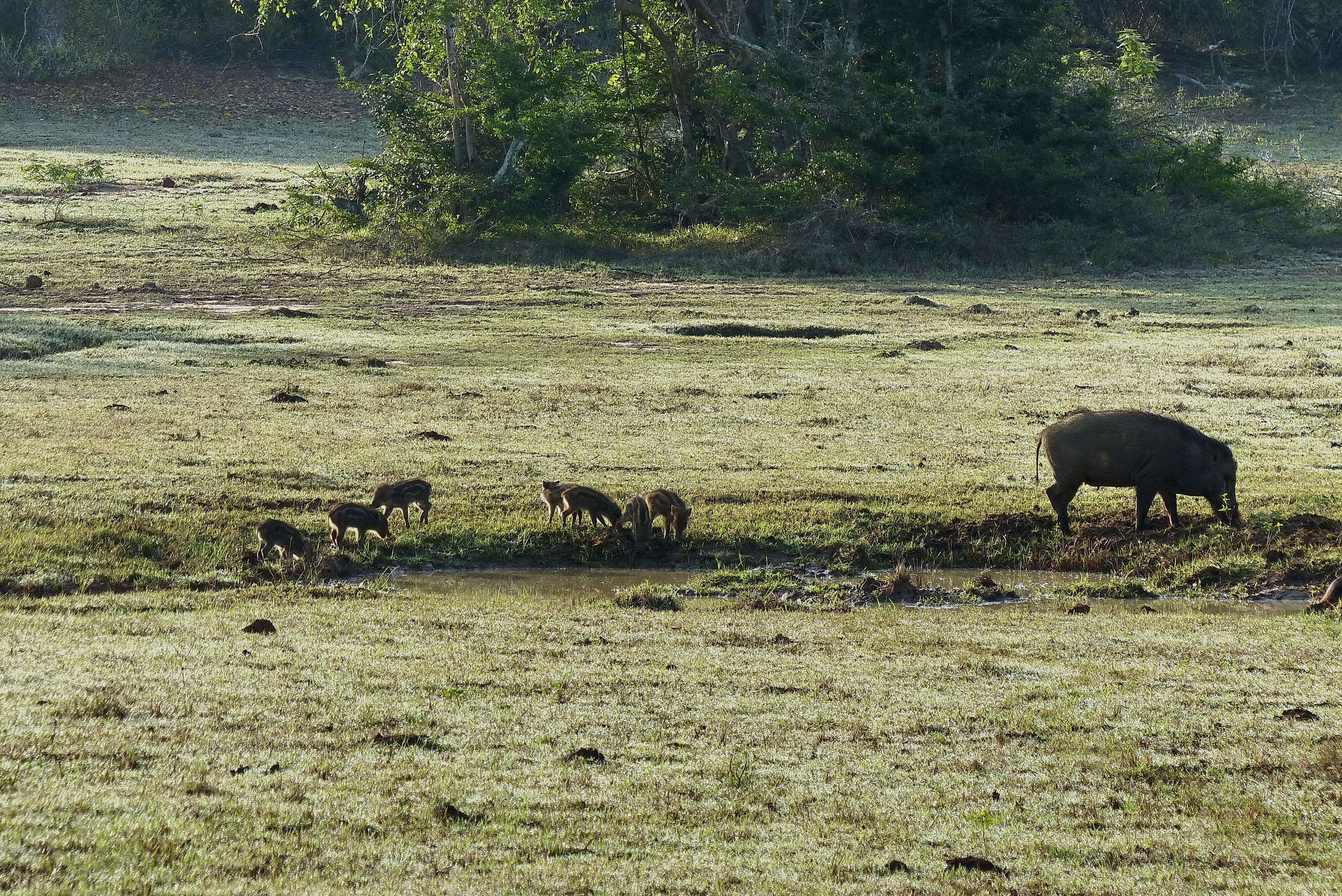 Imagem de Sus scrofa cristatus Wagner 1839