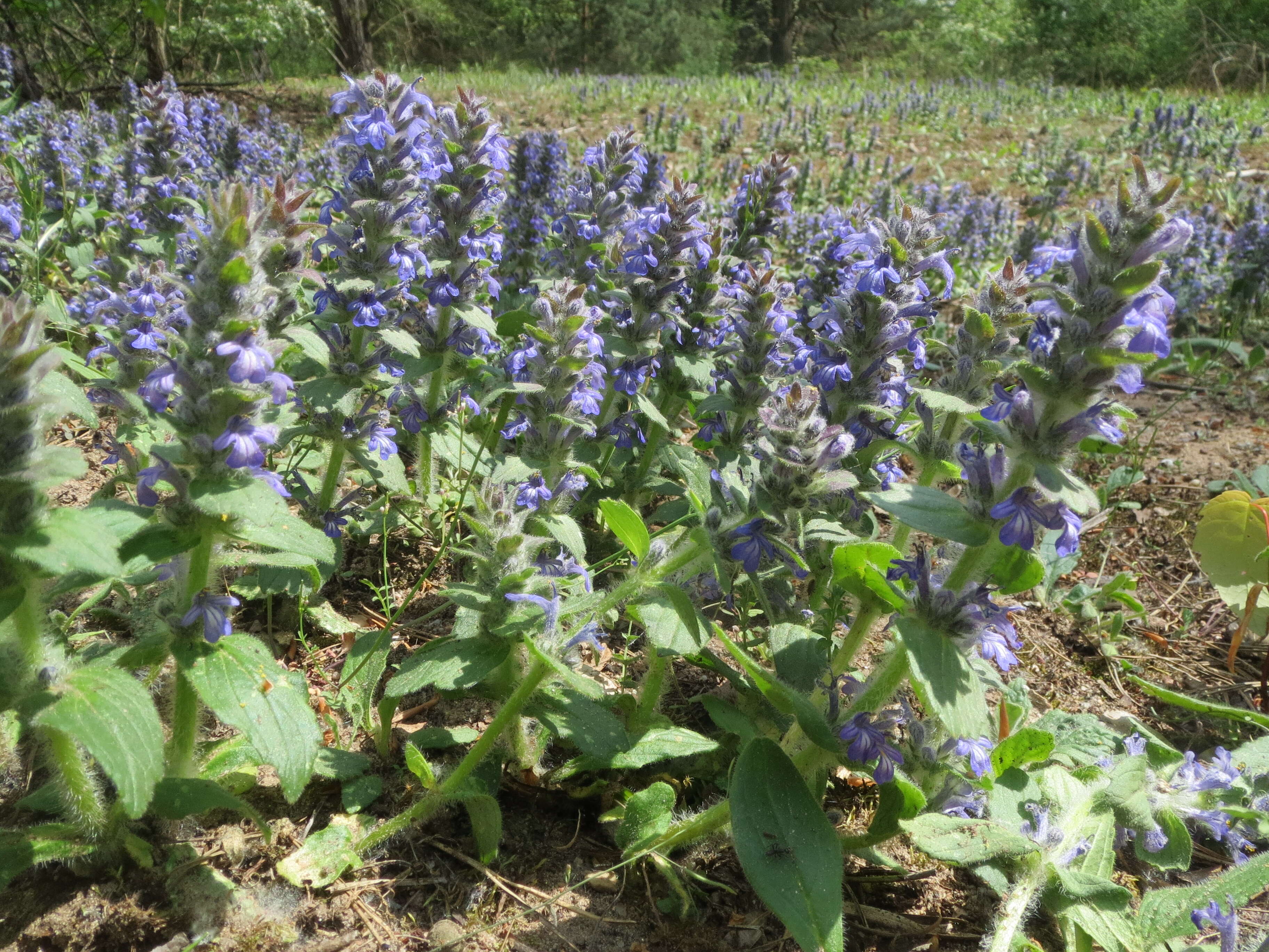 Слика од Ajuga genevensis L.