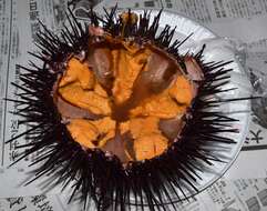 Image of Red sea urchin