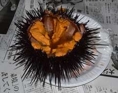 Image of Red sea urchin