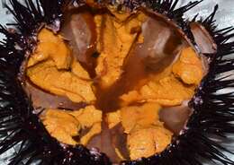 Image of Red sea urchin