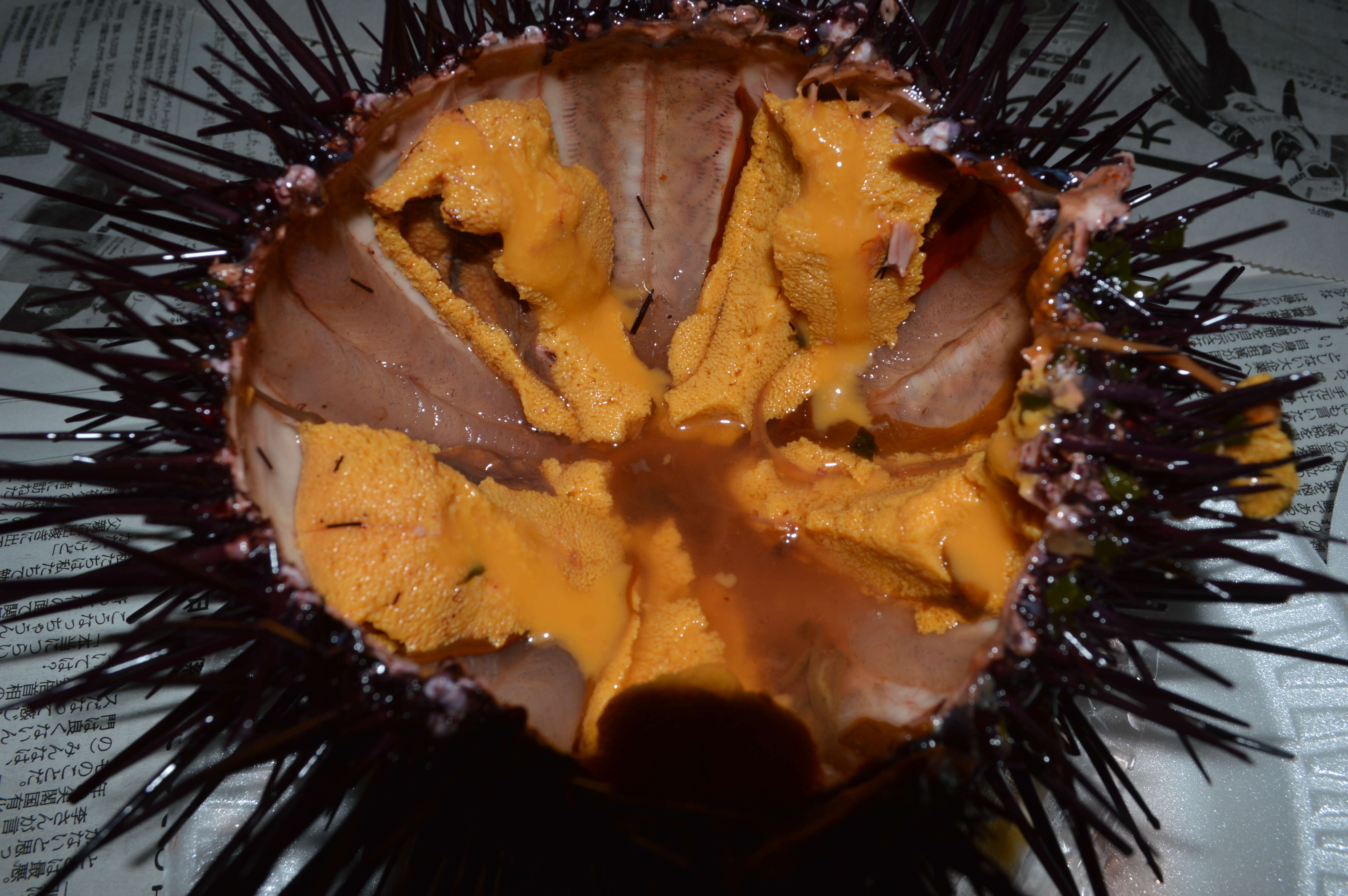 Image of Red sea urchin