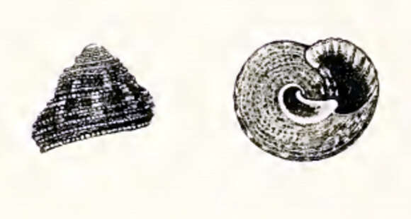Image of Clanculus euchelioides Tate 1893