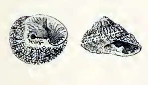 Image of Clanculus flagellatus (Philippi 1849)