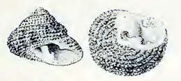 Image of Clanculus floridus (Philippi 1850)