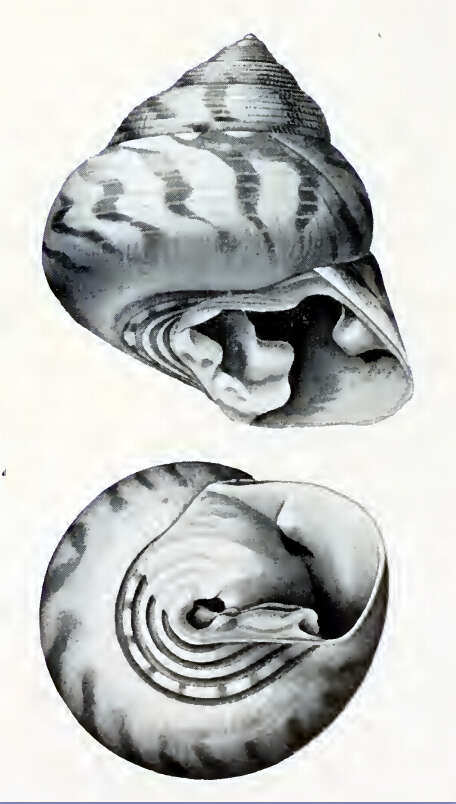 Image of Clanculus granti Hedley 1907