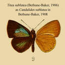 صورة Titea sublutea (Bethune-Baker 1906)