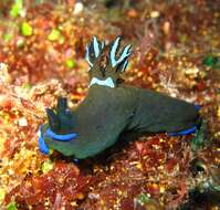 Image of Morose black and blue slug