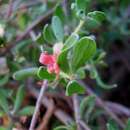 Image of Adenanthos glabrescens E. C. Nelson