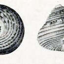 Image of Clanculus johnstoni Hedley 1917