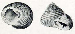 Image of Clanculus johnstoni Hedley 1917