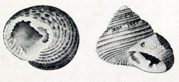 Image of Clanculus johnstoni Hedley 1917