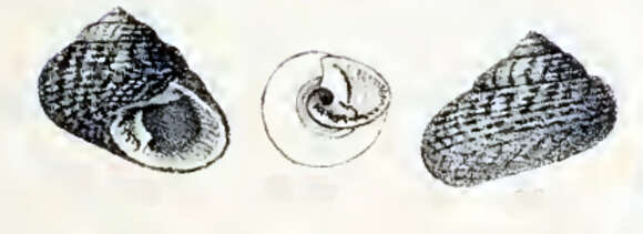 Image of Clanculus jussieui (Payraudeau 1826)