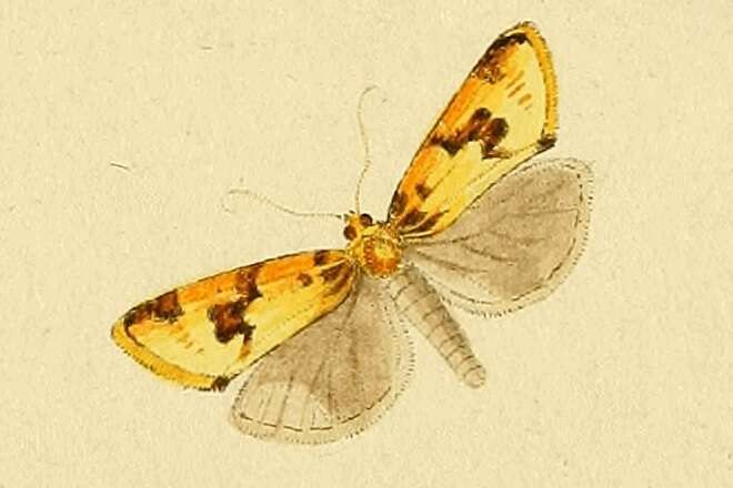 Слика од Aphelia peramplana Hübner 1825