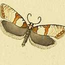 Prochlidonia amiantana Hübner 1797的圖片