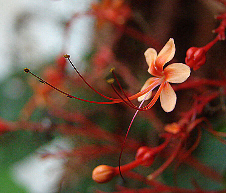 Imagem de Clerodendrum paniculatum L.