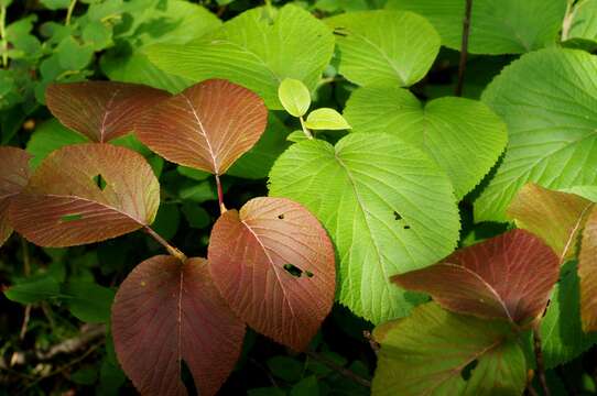 Image of Viburnum furcatum Bl. ex Hook. fil. & Thoms.