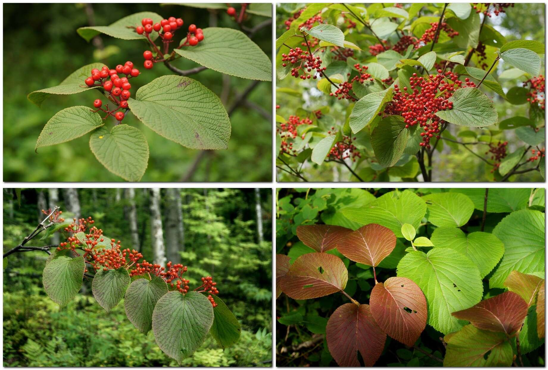 Imagem de Viburnum furcatum Bl. ex Hook. fil. & Thoms.