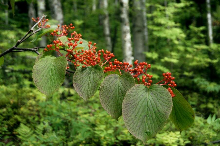 Imagem de Viburnum furcatum Bl. ex Hook. fil. & Thoms.