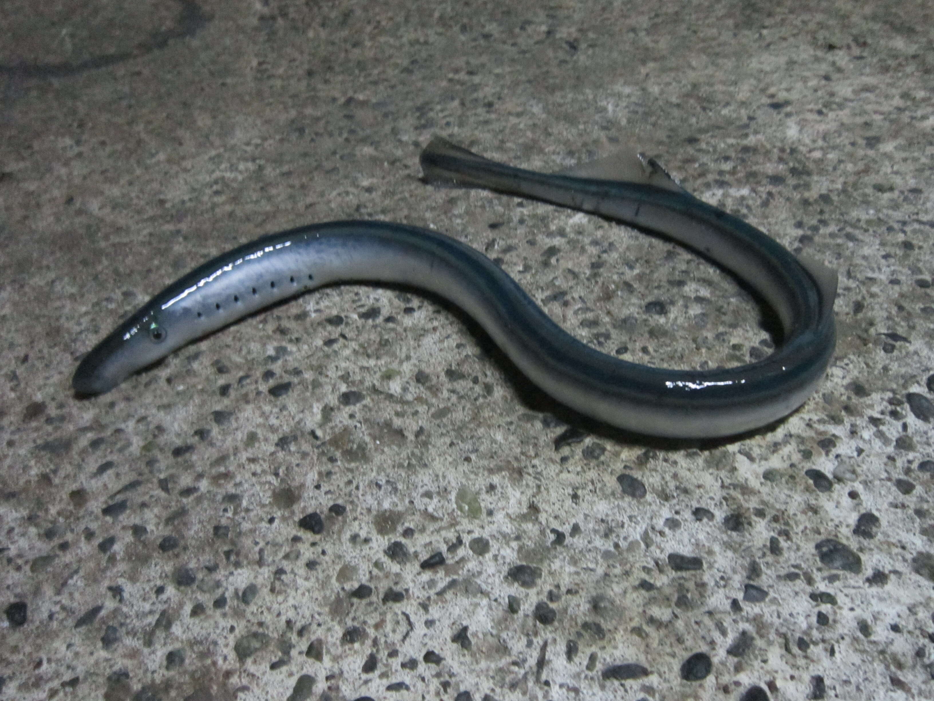 Image of Chilean lamprey