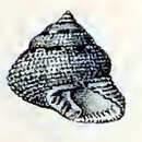 Image of Clanculus largillierti (Philippi 1849)