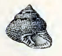 Image of Clanculus largillierti (Philippi 1849)