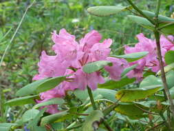 Image of Rhododendron orbiculare Decne.