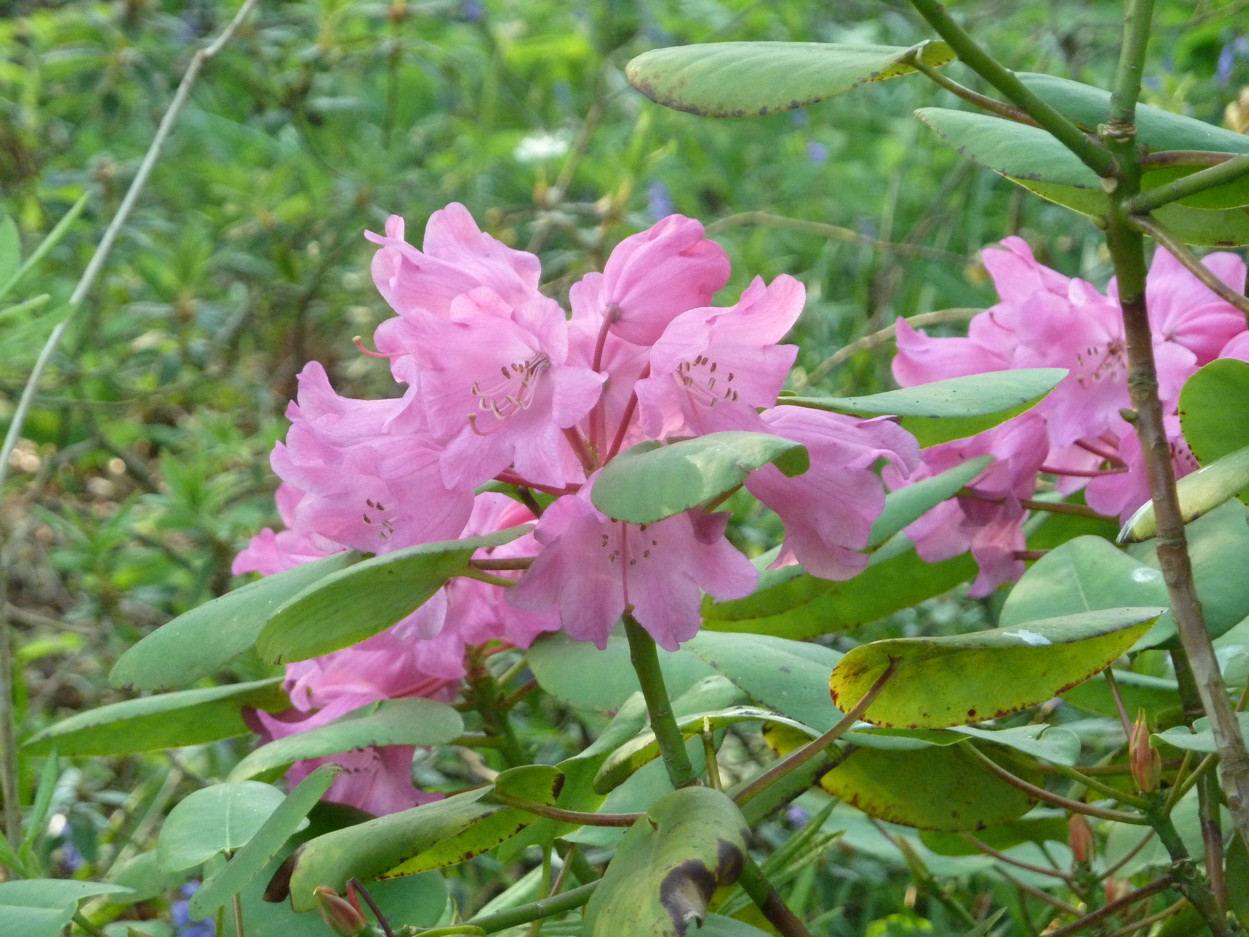 Image of Rhododendron orbiculare Decne.