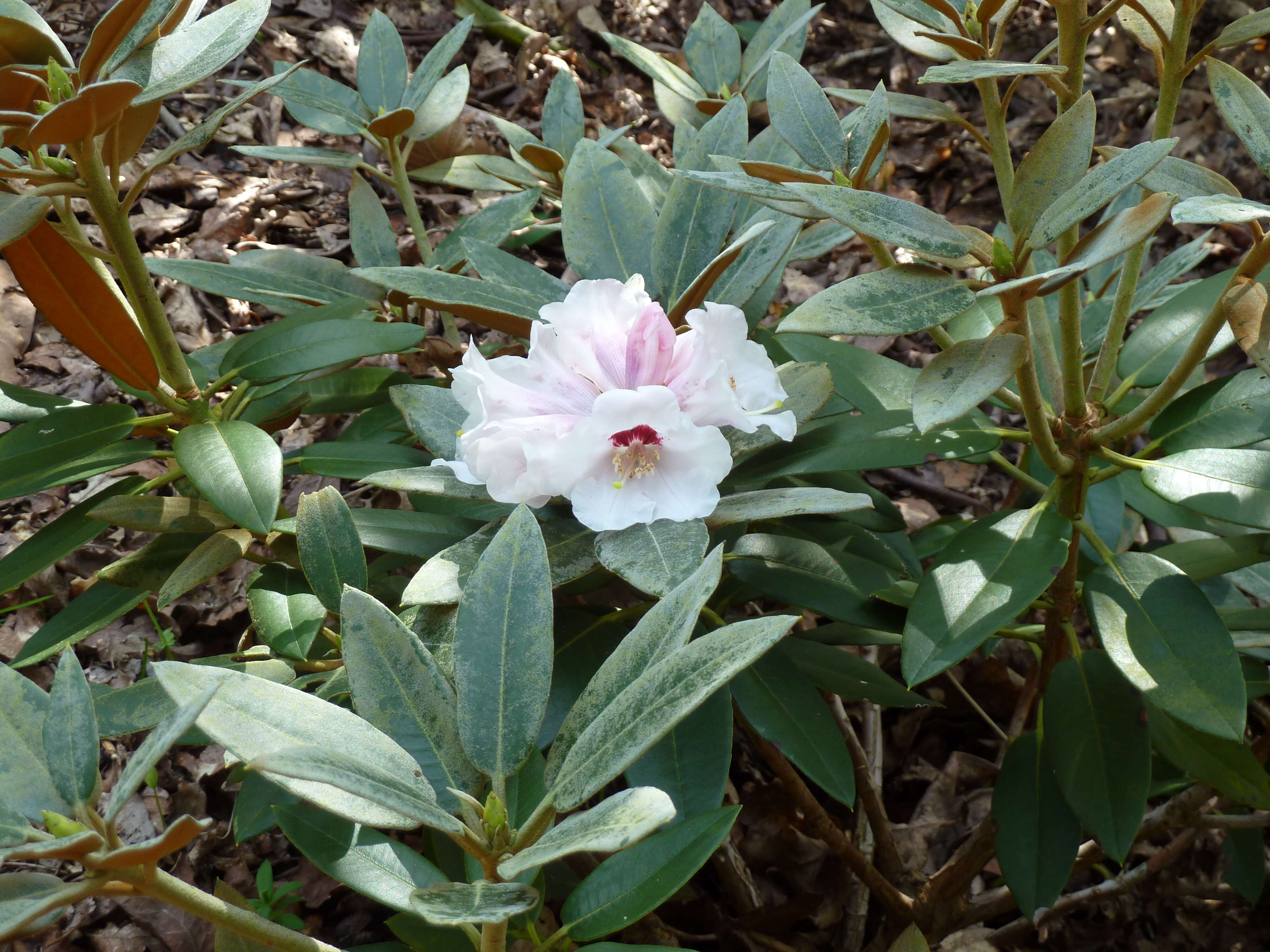 صورة Rhododendron pachysanthum Hayata