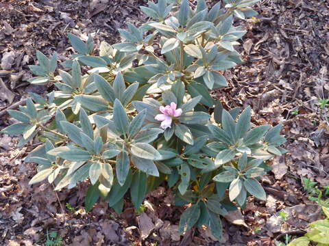 صورة Rhododendron pachysanthum Hayata