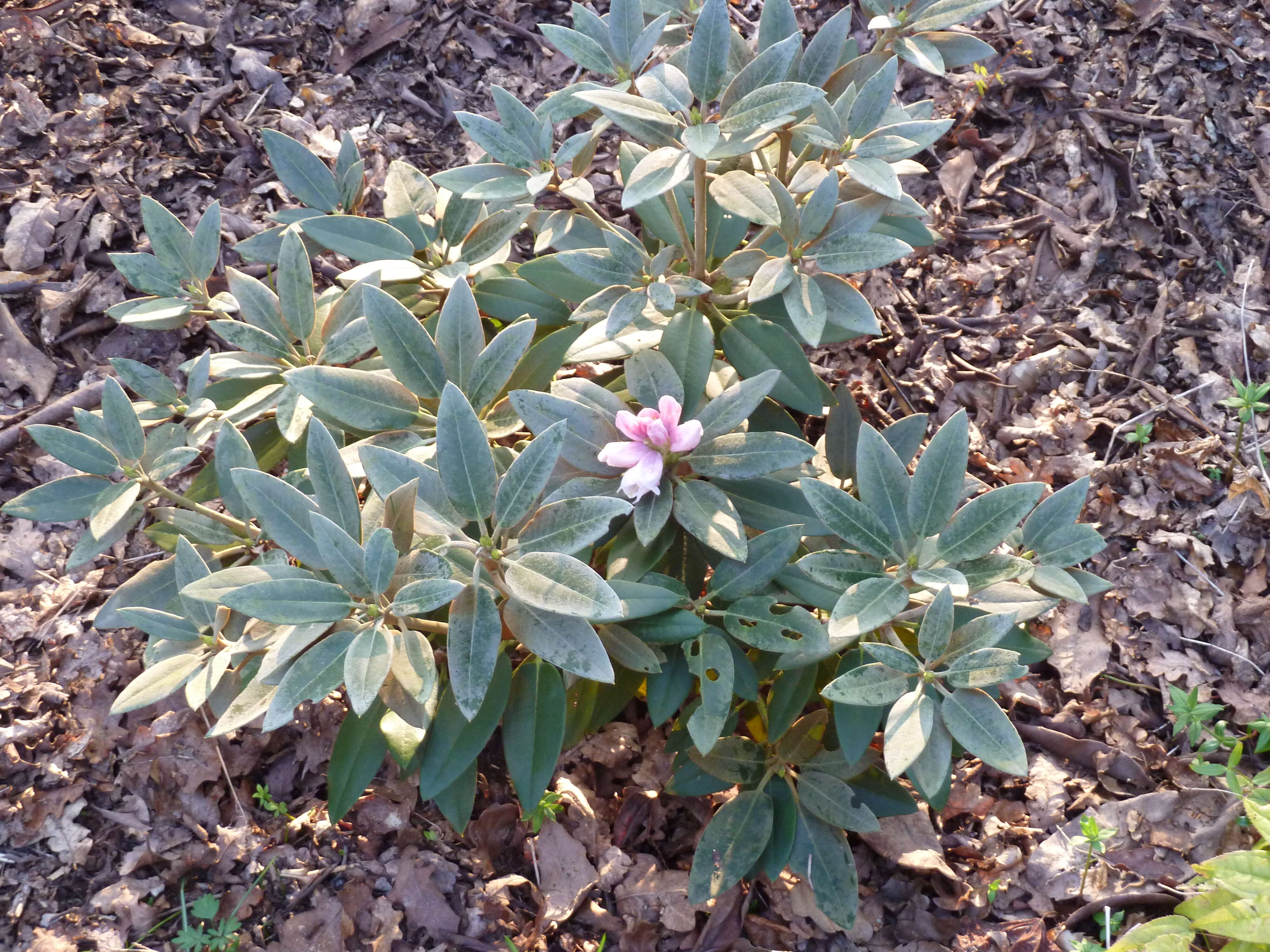 صورة Rhododendron pachysanthum Hayata