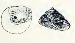 Image of Clanculus limbatus (Quoy & Gaimard 1834)