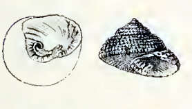 Image of Clanculus limbatus (Quoy & Gaimard 1834)