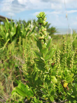 Image of seacoast marsh elder