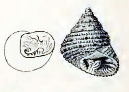 Image of Clanculus margaritarius (Philippi 1846)