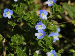 Image of birdeye speedwell