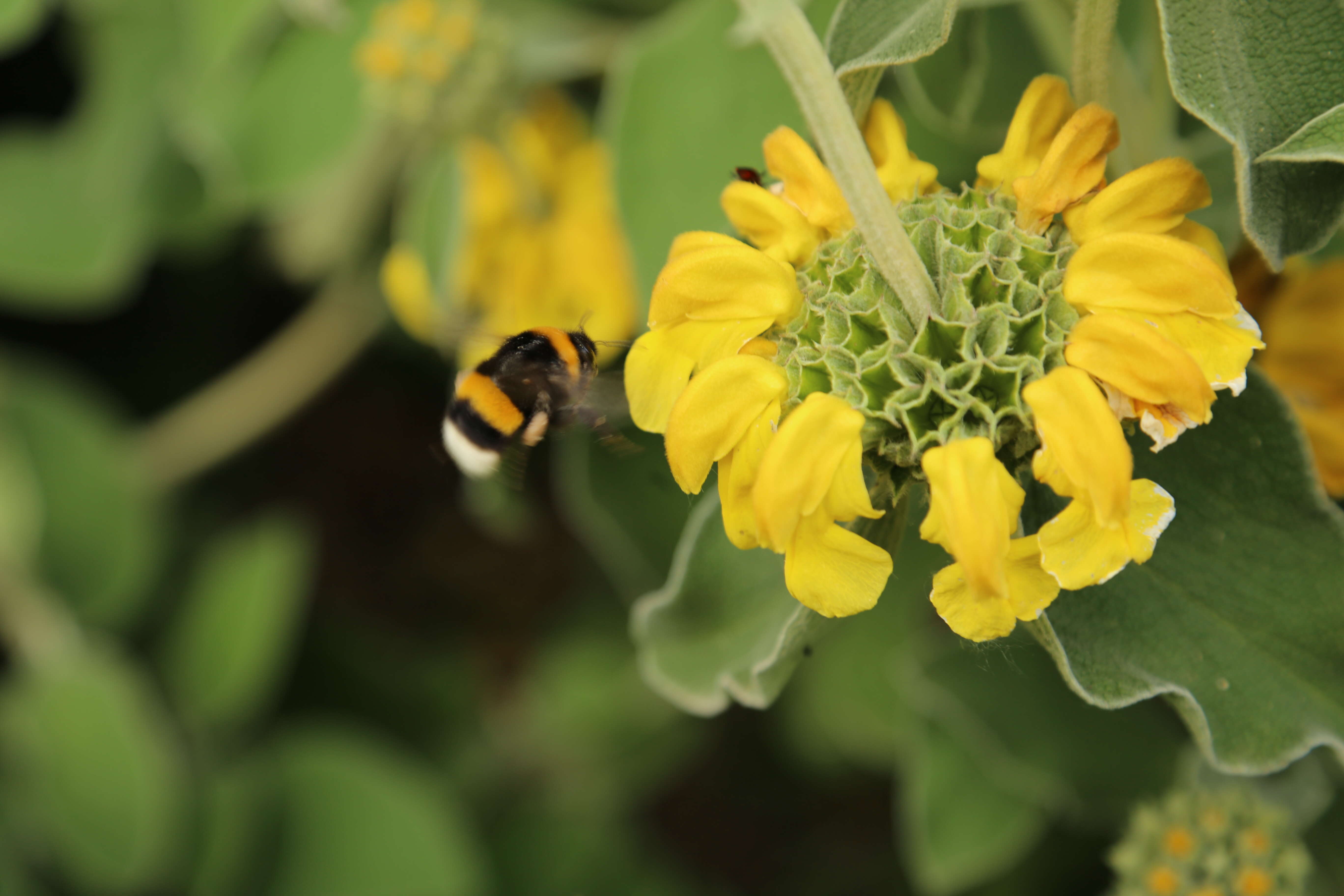 Sivun Phlomis russeliana (Sims) Lag. ex Benth. kuva