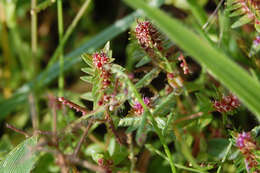 صورة Ammannia baccifera L.