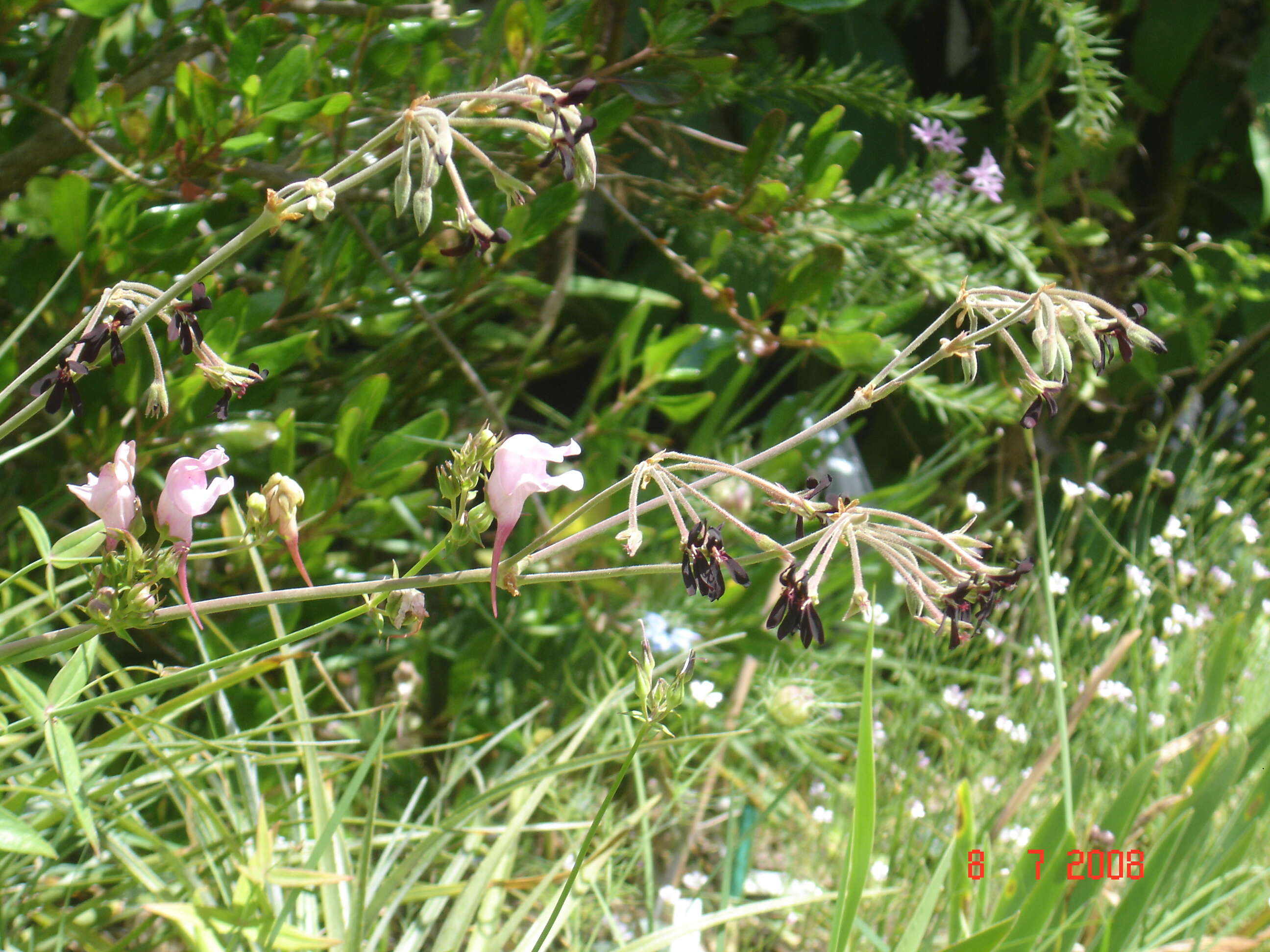 Imagem de Pelargonium sidoides DC.