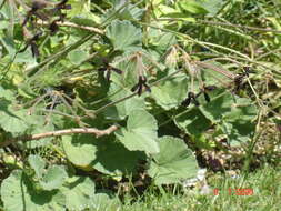 Imagem de Pelargonium sidoides DC.