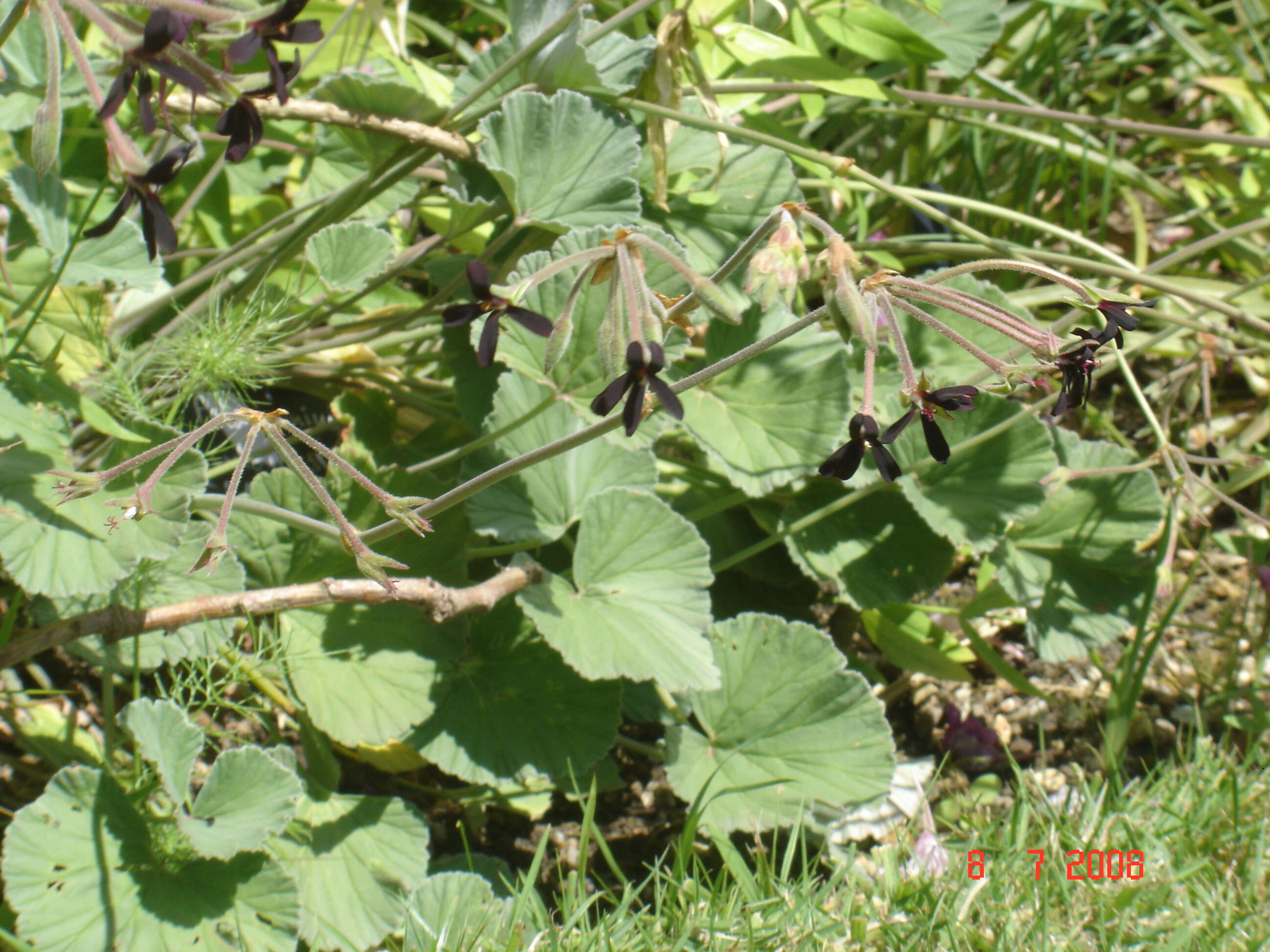 Imagem de Pelargonium sidoides DC.