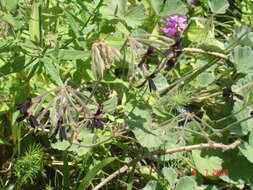 Imagem de Pelargonium sidoides DC.