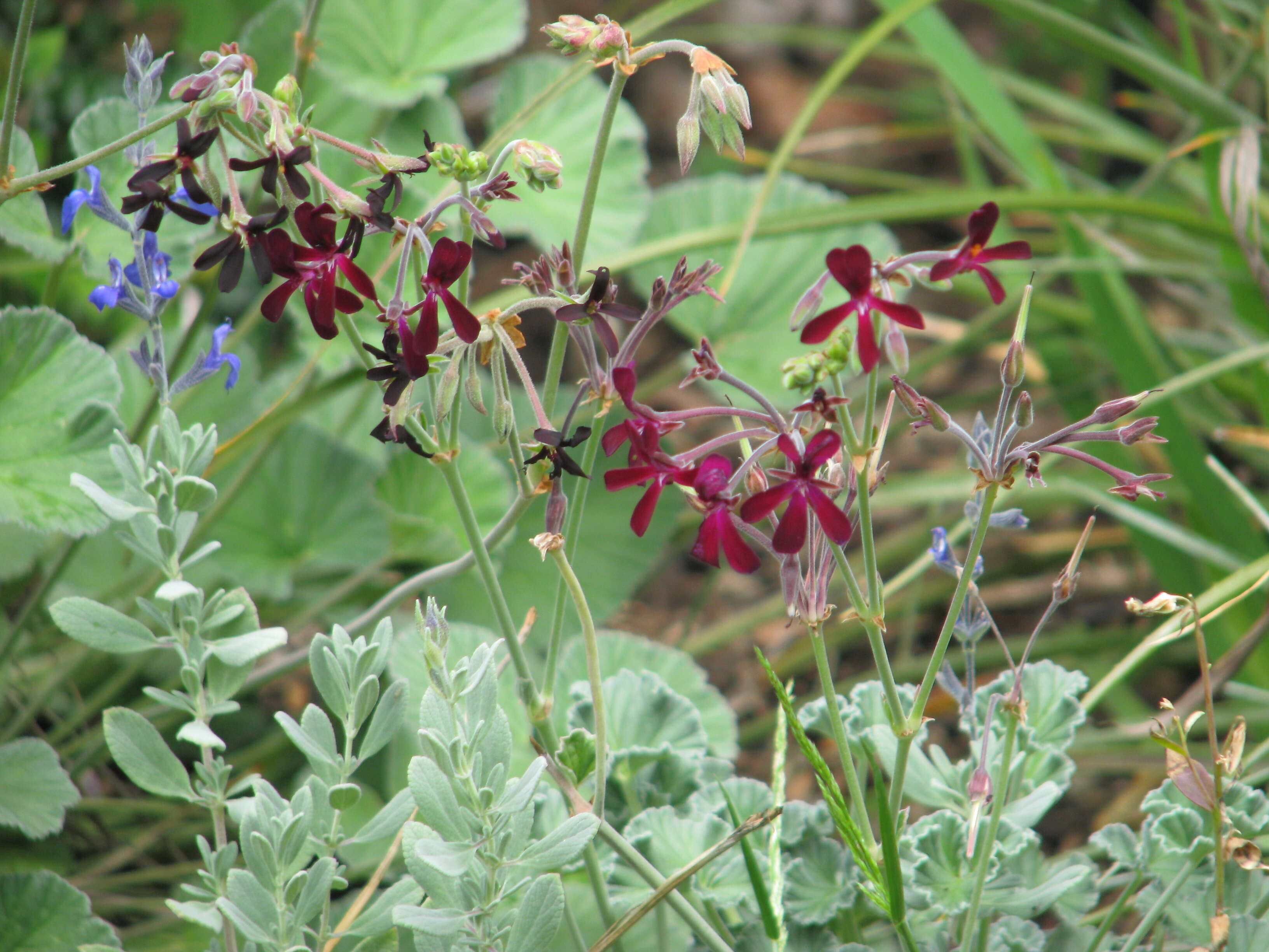 Imagem de Pelargonium sidoides DC.