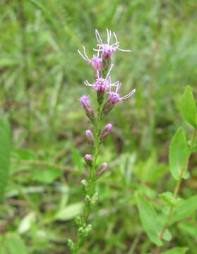 Слика од Liatris microcephala (Small) Schumann