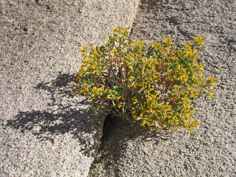 Image of cliff goldenbush