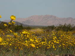 Image de Geraea canescens Torr. & A. Gray