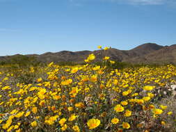 Geraea canescens Torr. & A. Gray的圖片